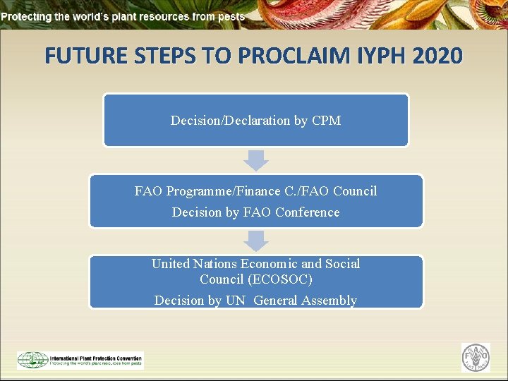FUTURE STEPS TO PROCLAIM IYPH 2020 Decision/Declaration by CPM FAO Programme/Finance C. /FAO Council