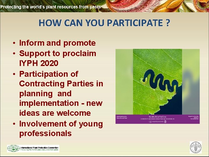 HOW CAN YOU PARTICIPATE ? • Inform and promote • Support to proclaim IYPH