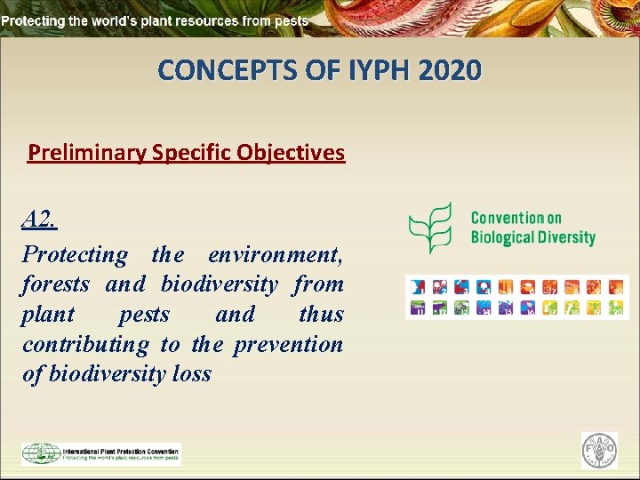 CONCEPTS OF IYPH 2020 Preliminary Specific Objectives A 2. Protecting the environment, forests and