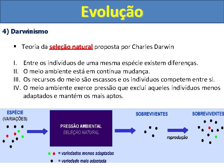Evolução 4) Darwinismo § Teoria da seleção natural proposta por Charles Darwin I. III.