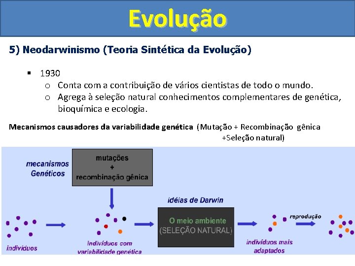 Evolução 5) Neodarwinismo (Teoria Sintética da Evolução) § 1930 o Conta com a contribuição