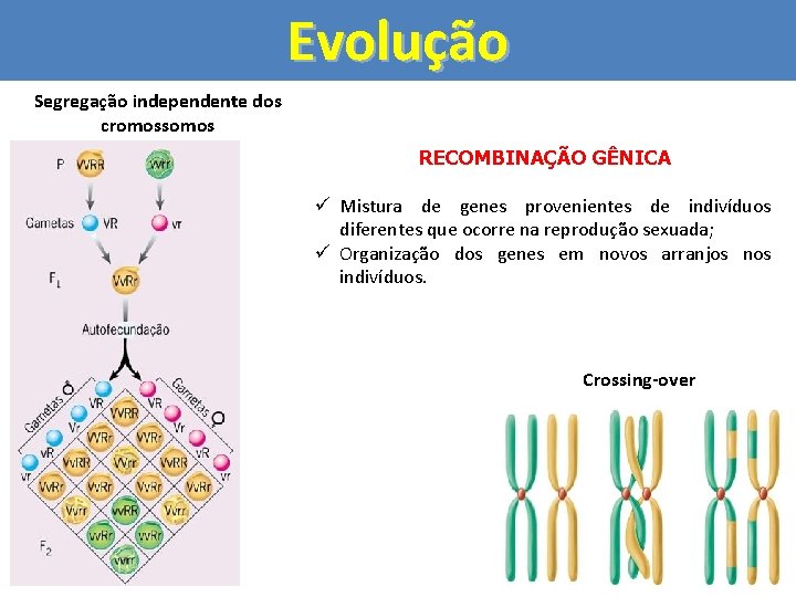 Evolução Segregação independente dos cromossomos RECOMBINAÇÃO GÊNICA ü Mistura de genes provenientes de indivíduos