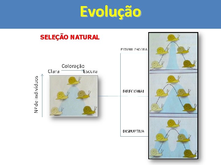 Evolução SELEÇÃO NATURAL 