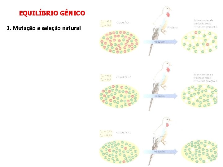 EQUILÍBRIO GÊNICO 1. Mutação e seleção natural 