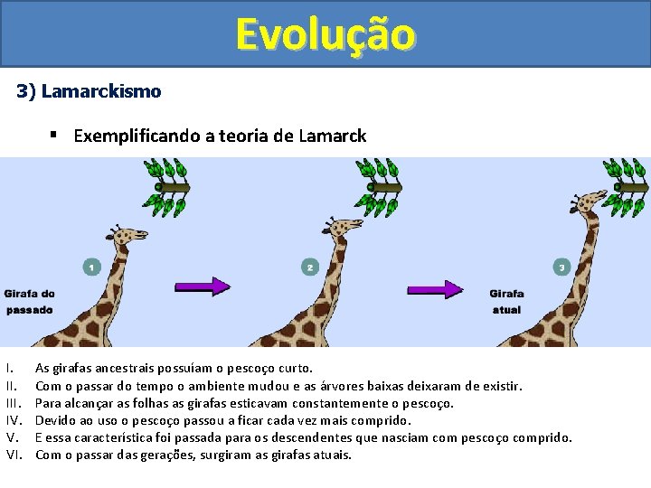 Evolução 3) Lamarckismo § Exemplificando a teoria de Lamarck I. III. IV. V. VI.