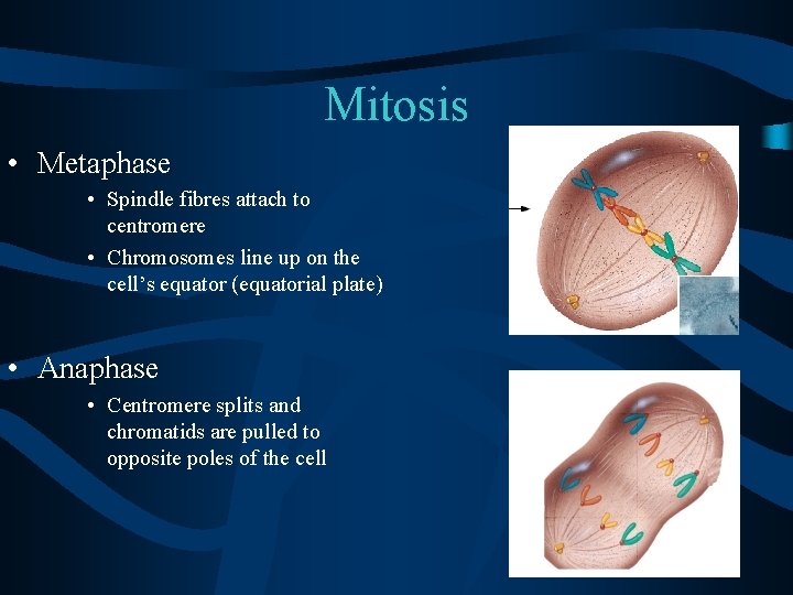 Mitosis • Metaphase • Spindle fibres attach to centromere • Chromosomes line up on