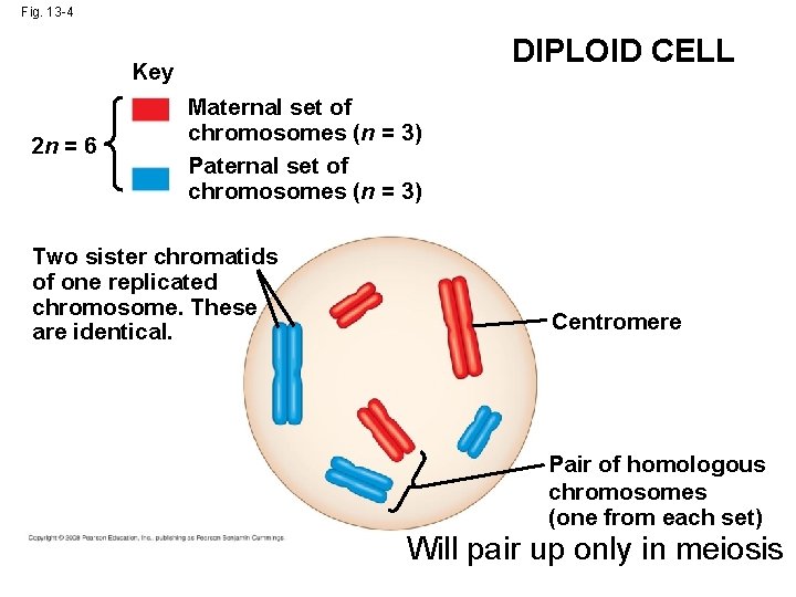 Fig. 13 -4 DIPLOID CELL Key 2 n = 6 Maternal set of chromosomes