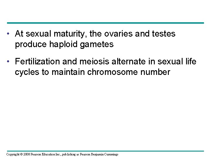  • At sexual maturity, the ovaries and testes produce haploid gametes • Fertilization