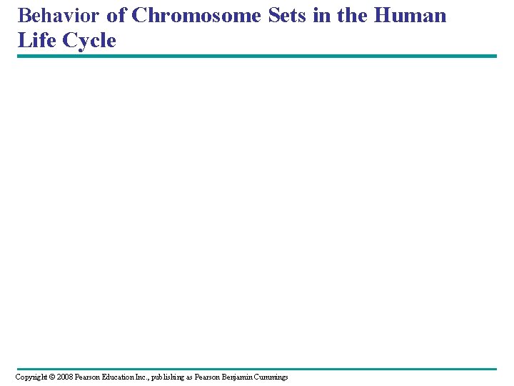 Behavior of Chromosome Sets in the Human Life Cycle Copyright © 2008 Pearson Education