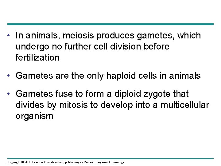  • In animals, meiosis produces gametes, which undergo no further cell division before