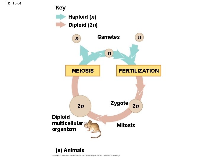 Fig. 13 -6 a Key Haploid (n) Diploid (2 n) n Gametes n n