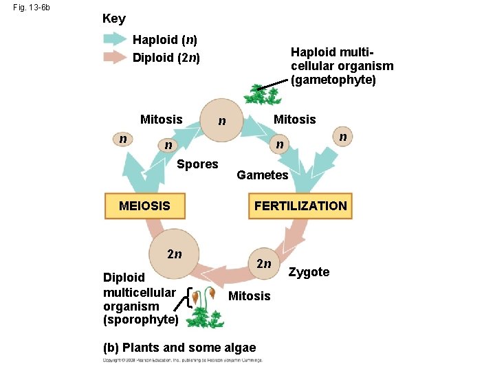 Fig. 13 -6 b Key Haploid (n) Diploid (2 n) Mitosis n Haploid multicellular