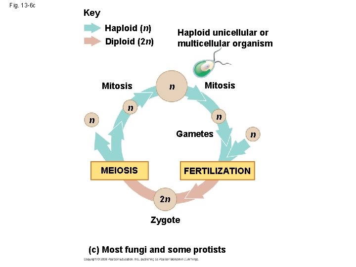 Fig. 13 -6 c Key Haploid (n) Haploid unicellular or multicellular organism Diploid (2