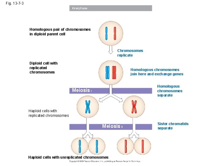 Fig. 13 -7 -3 Interphase Homologous pair of chromosomes in diploid parent cell Chromosomes