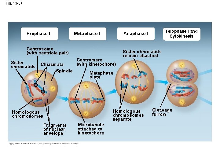 Fig. 13 -8 a Prophase I Metaphase I Centrosome (with centriole pair) Sister chromatids