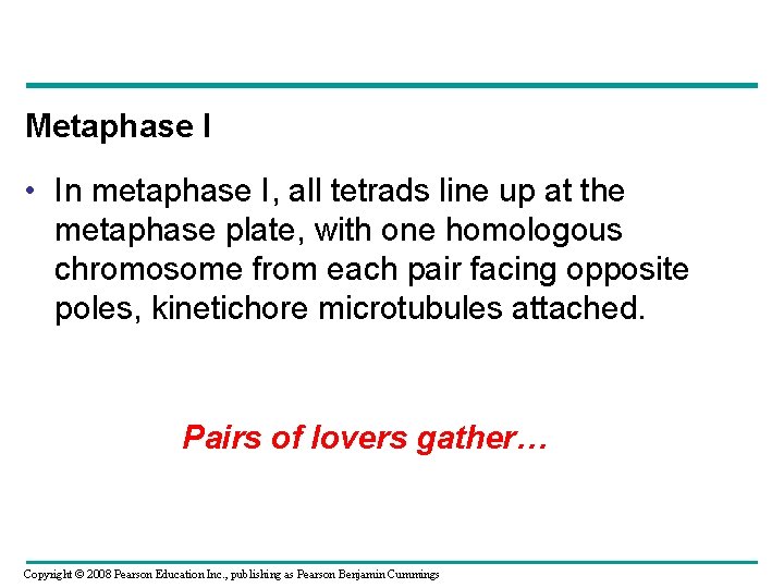 Metaphase I • In metaphase I, all tetrads line up at the metaphase plate,