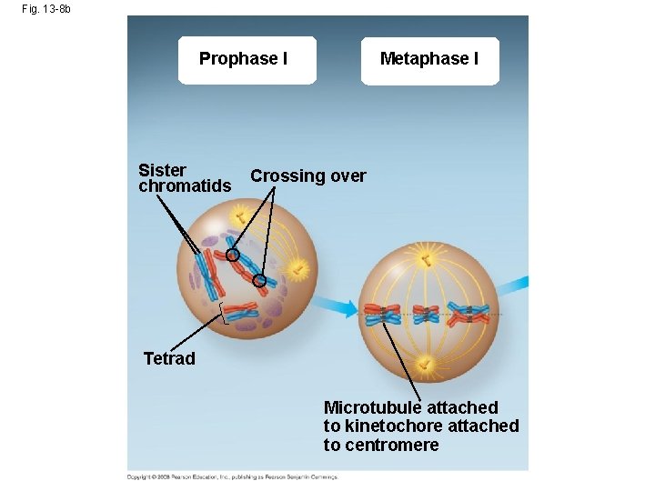 Fig. 13 -8 b Prophase I Sister chromatids Metaphase I Crossing over Tetrad Microtubule