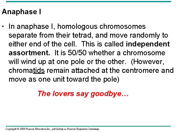 Anaphase I • In anaphase I, homologous chromosomes separate from their tetrad, and move