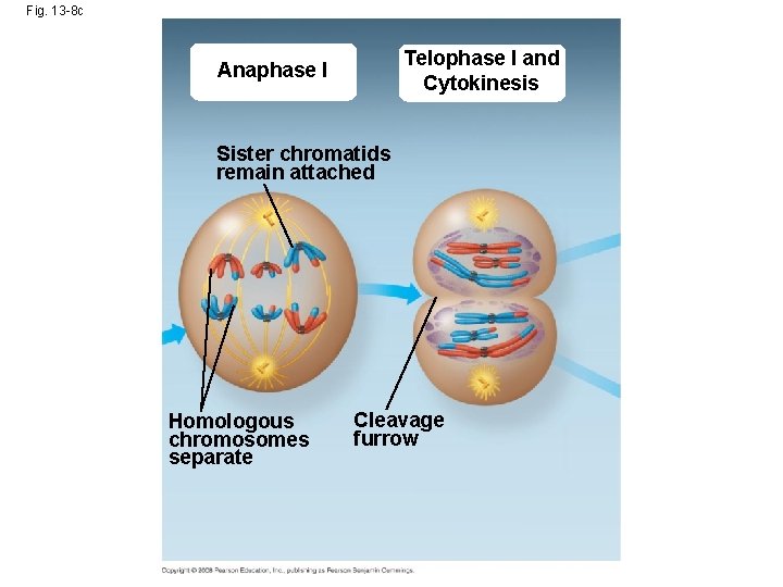 Fig. 13 -8 c Telophase I and Cytokinesis Anaphase I Sister chromatids remain attached