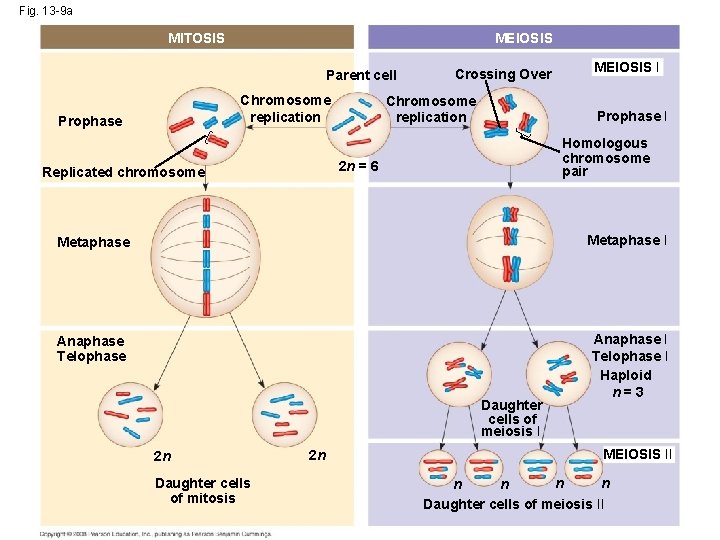 Fig. 13 -9 a MITOSIS MEIOSIS Parent cell Chromosome replication Prophase Crossing Over Chromosome