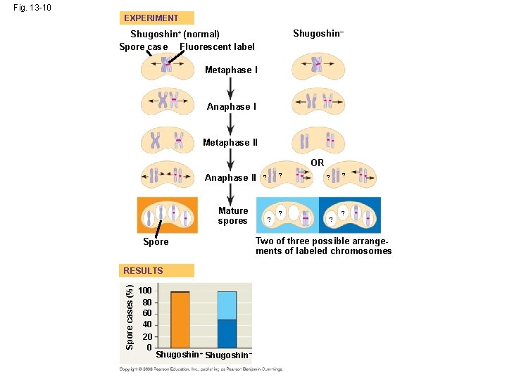 Fig. 13 -10 EXPERIMENT Shugoshin – Shugoshin + (normal)+ Spore case Fluorescent label Metaphase