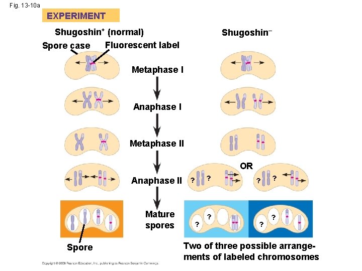 Fig. 13 -10 a EXPERIMENT Shugoshin+ (normal) Fluorescent label Spore case Shugoshin– Metaphase I