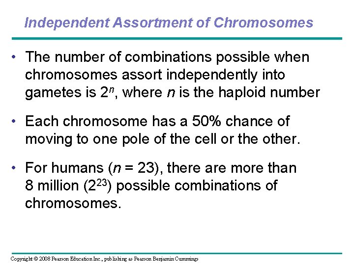 Independent Assortment of Chromosomes • The number of combinations possible when chromosomes assort independently