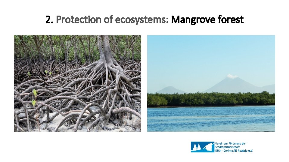 2. Protection of ecosystems: Mangrove forest 