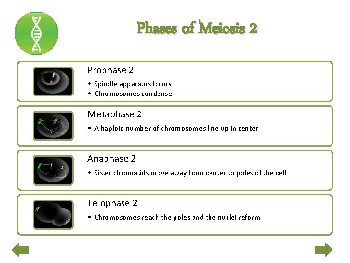 Phases of Meiosis 2 Prophase 2 • Spindle apparatus forms • Chromosomes condense Metaphase