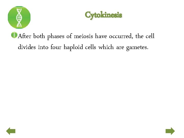 Cytokinesis After both phases of meiosis have occurred, the cell divides into four haploid