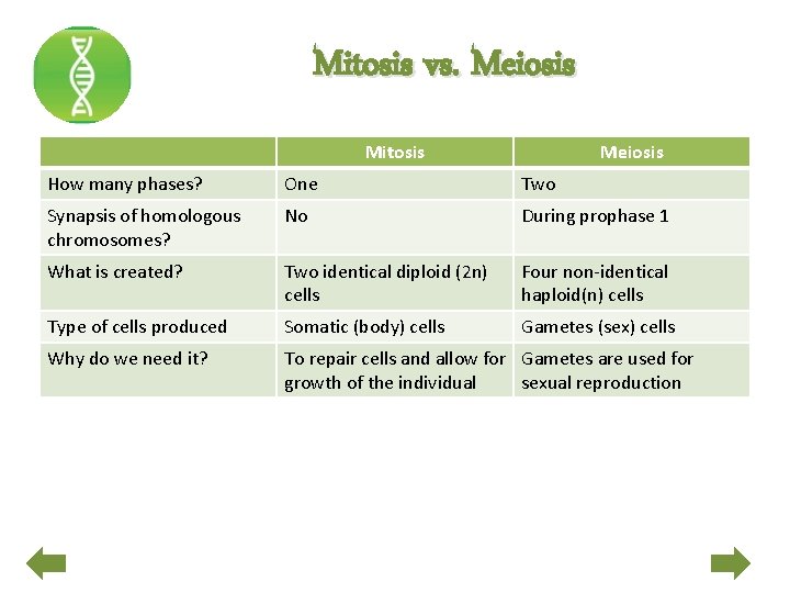 Mitosis vs. Meiosis Mitosis Meiosis How many phases? One Two Synapsis of homologous chromosomes?