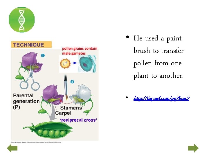  • He used a paint brush to transfer pollen from one plant to