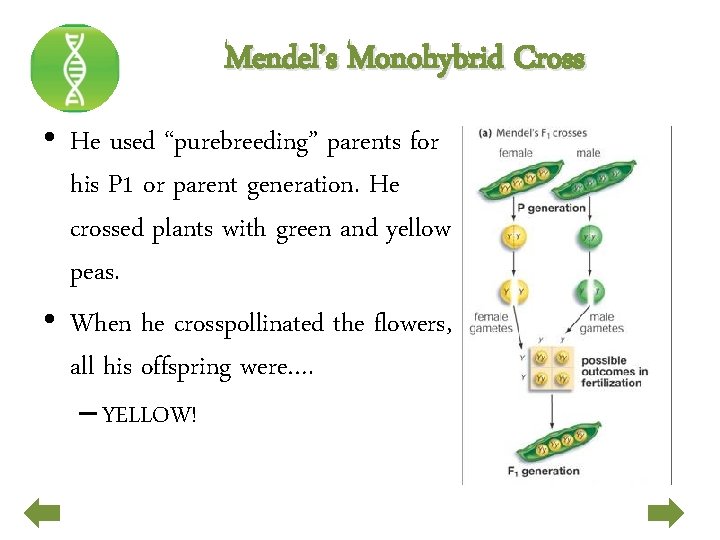 Mendel’s Monohybrid Cross • He used “purebreeding” parents for his P 1 or parent