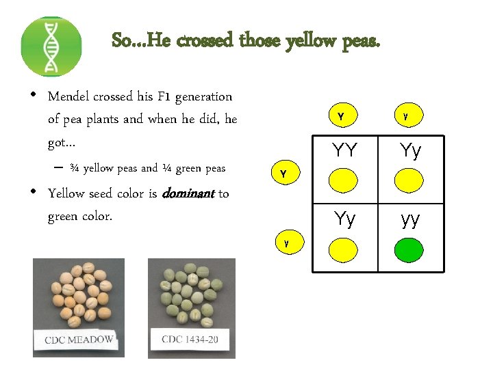 So…He crossed those yellow peas. • Mendel crossed his F 1 generation of pea
