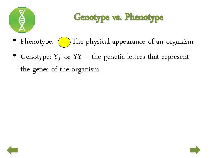 Genotype vs. Phenotype • Phenotype: The physical appearance of an organism • Genotype: Yy