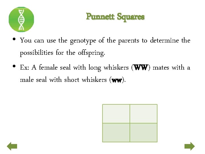 Punnett Squares • You can use the genotype of the parents to determine the