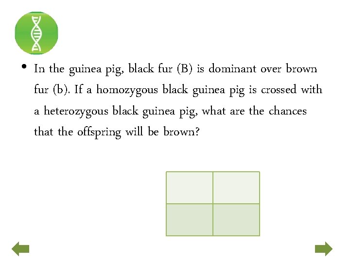  • In the guinea pig, black fur (B) is dominant over brown fur