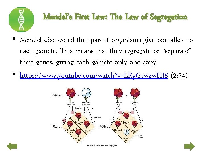 Mendel’s First Law: The Law of Segregation • Mendel discovered that parent organisms give
