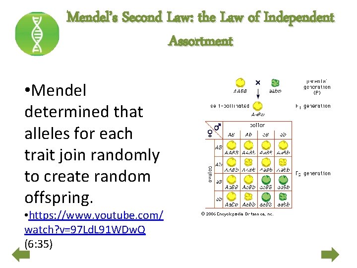 Mendel’s Second Law: the Law of Independent Assortment • Mendel determined that alleles for