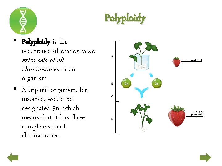 Polyploidy • Polyploidy is the occurrence of one or more extra sets of all