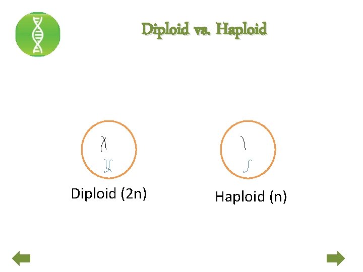 Diploid vs. Haploid Diploid (2 n) Haploid (n) 