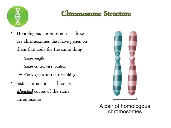 Chromosome Structure • Homologous chromosomes – these are chromosomes that have genes on them