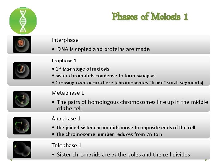 Phases of Meiosis 1 Interphase • DNA is copied and proteins are made Prophase