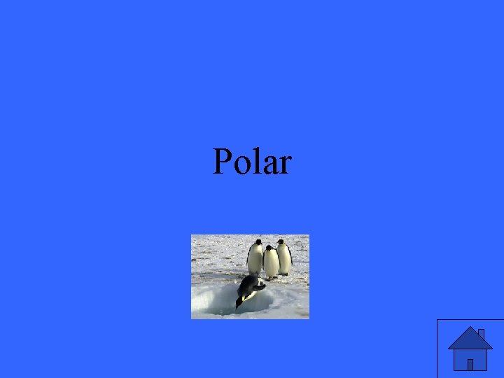 Polar 