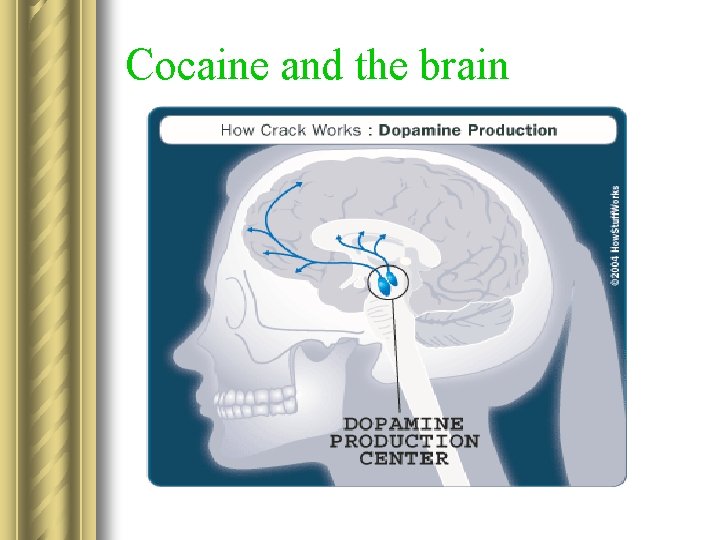 Cocaine and the brain 