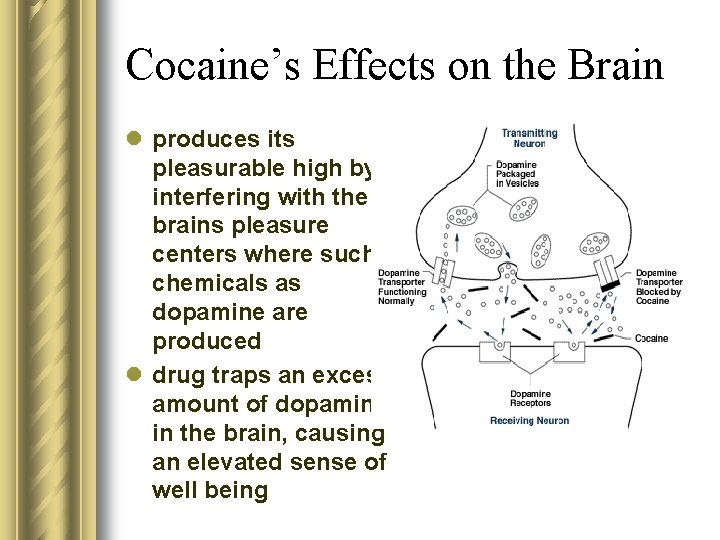 Cocaine’s Effects on the Brain l produces its pleasurable high by interfering with the