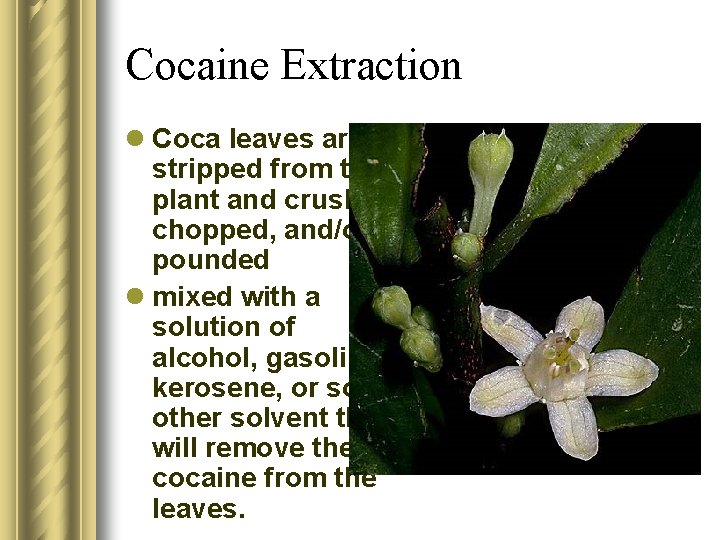 Cocaine Extraction l Coca leaves are stripped from the plant and crushed, chopped, and/or