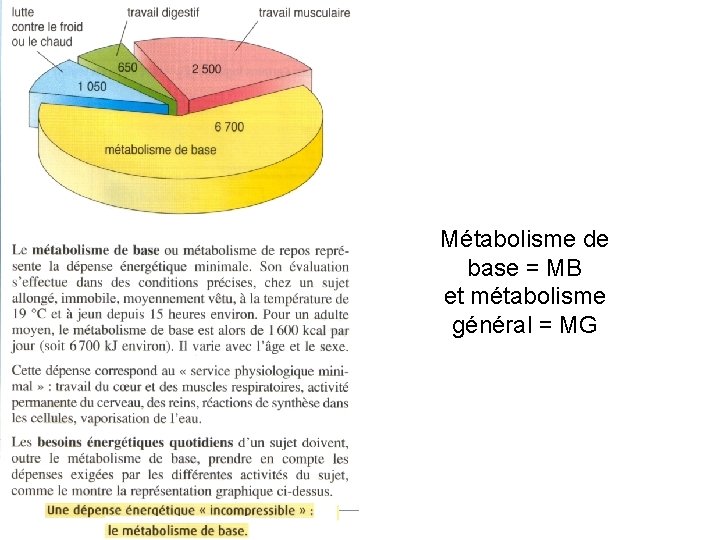 Métabolisme de base = MB et métabolisme général = MG 