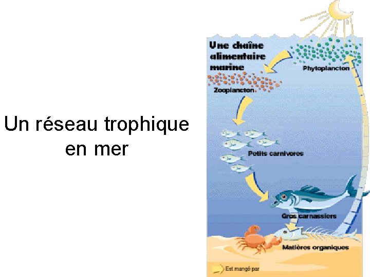 Un réseau trophique en mer 