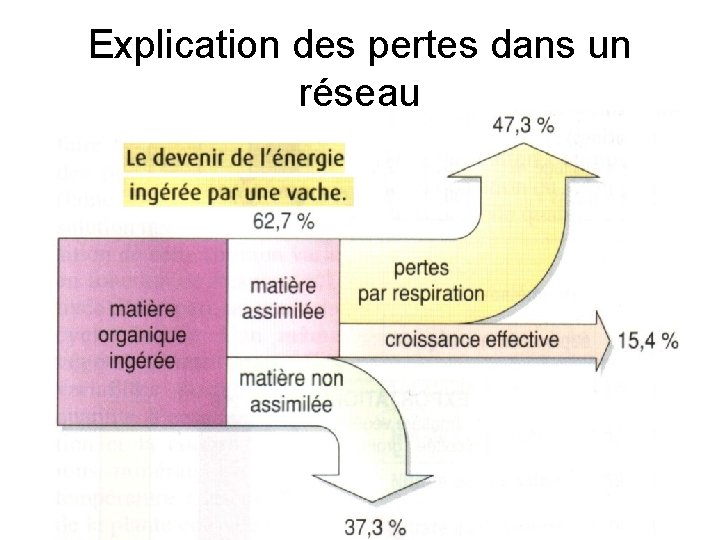 Explication des pertes dans un réseau 